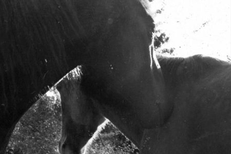 Iskandr - Spiritus Sylvestris