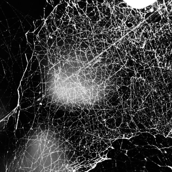 Hadopelagyal Cover 2025